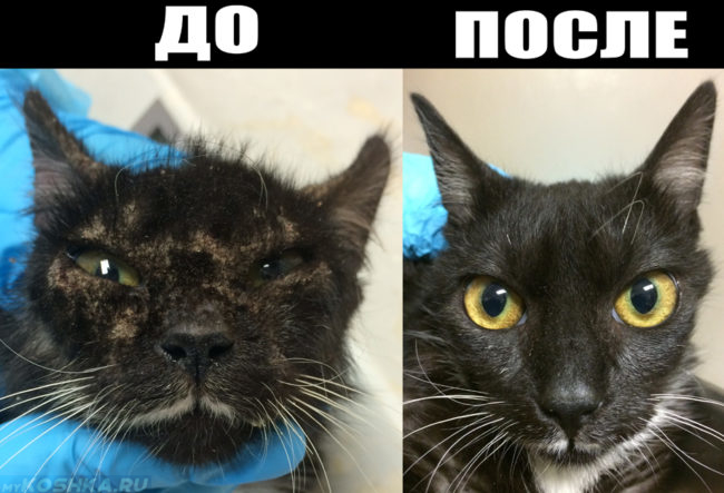 Кот до и после лечения чесотки