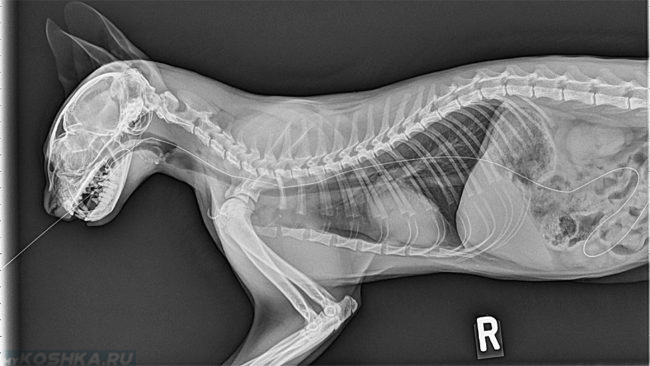 Рентген скелета кошки