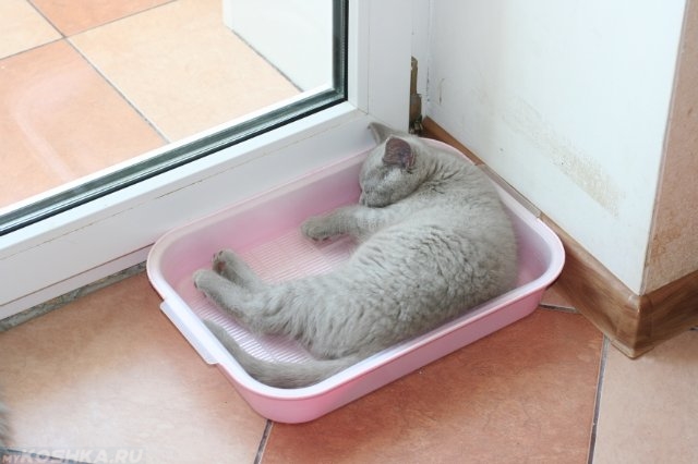 Серый кот спит в розовом лотке