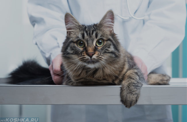 Кот лежит на столе у ветеринара