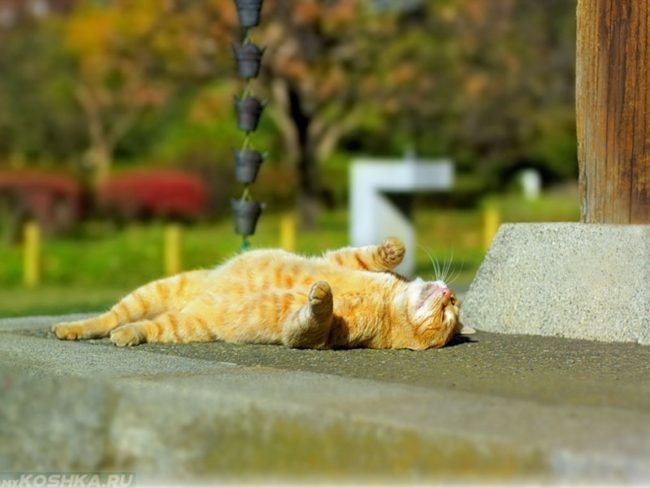 Рыжий кот лежащий в лучах солнца
