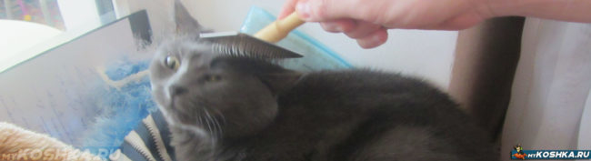 Вычёсывание британской кошки