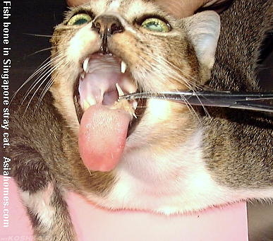 Ветеринар достаёт застрявшую кость у кошки в горле