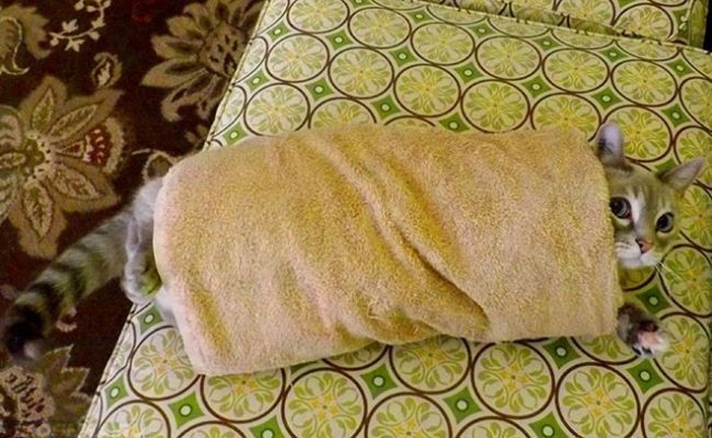 Кот завёрнутый в полотенце