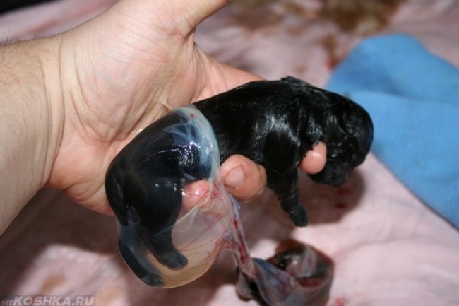 Родившийся щенок в руках