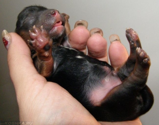 Родившийся щенок в руке