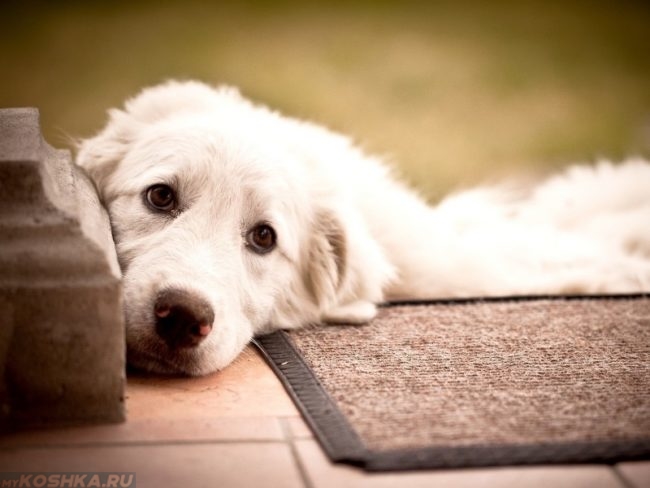 Белая собака с грустными глазами