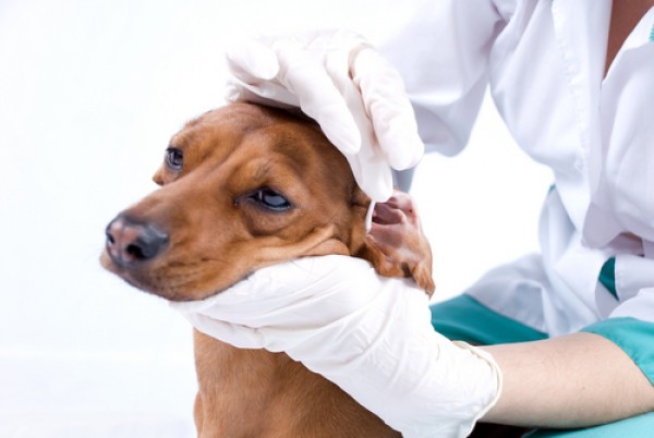 лечение отита у собаки