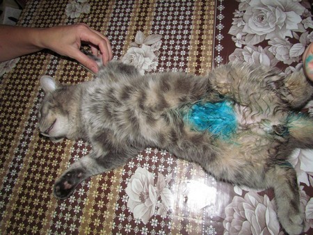 Реабилитация кота после операции