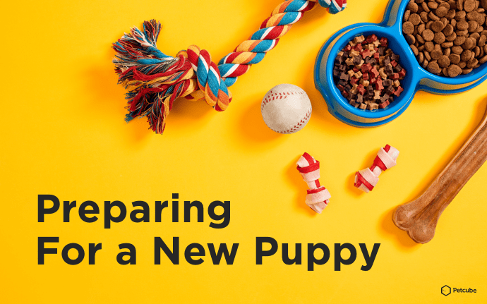 Preparing for a new puppy supplies