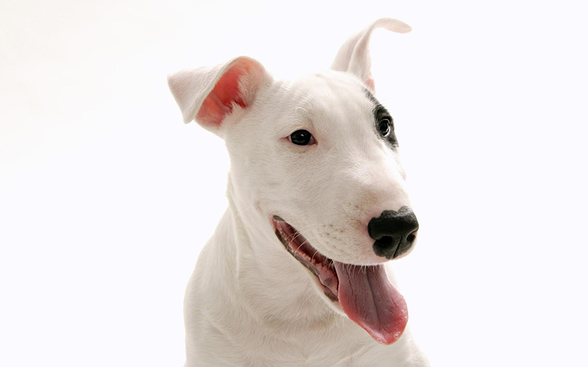 Бультерьер – разумная собака, которая поддается грамотной дрессировке