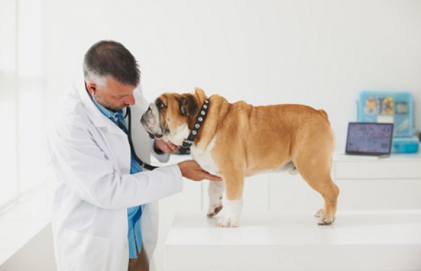 Только ветеринар может выявить патологию 