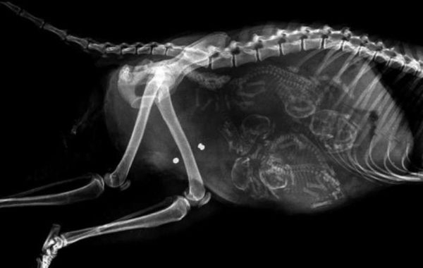 На рентгеновском снимке беременной собаки видны просвечивающиеся скелеты 4 плодов