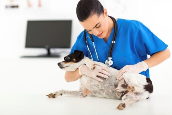 Осмотр беременной собаки ветеринаром