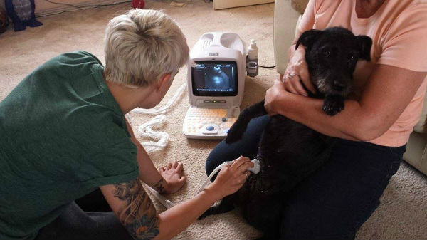 УЗИ - обследование беременной собаки