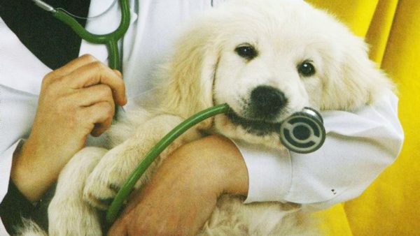 Курс лечения заболевания должен быть согласован с ветеринаром