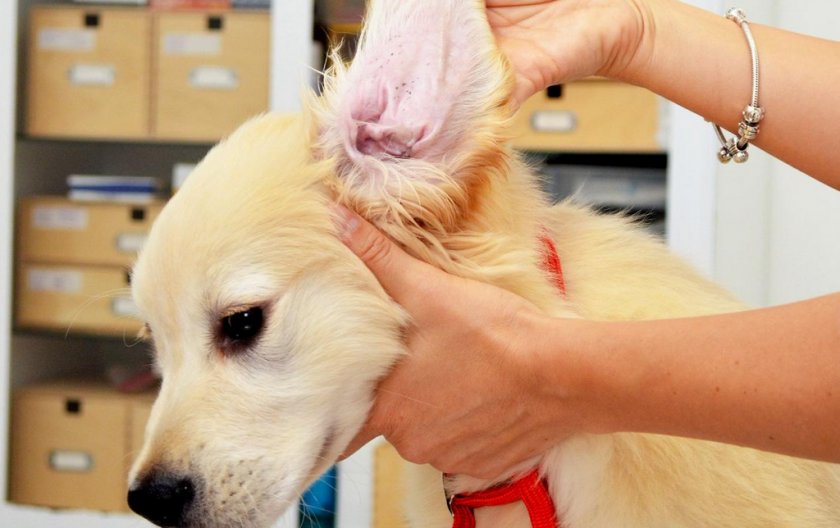 Воспаление уха у собаки