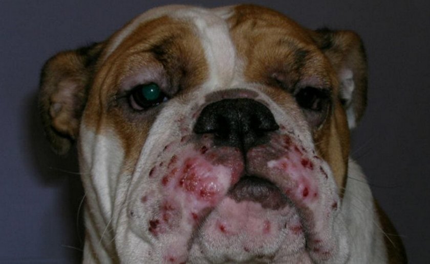 Грибковый дерматит у собаки