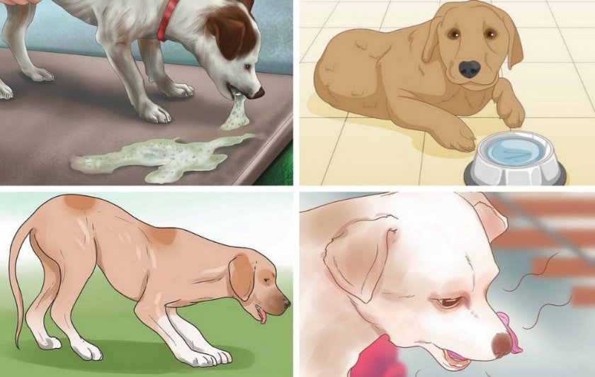 Симптомы кишечной непроходимости у собак