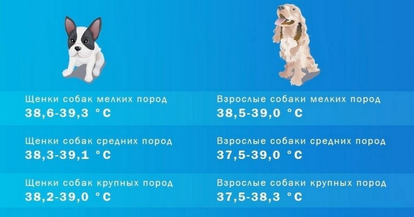 Температурный нормы собак