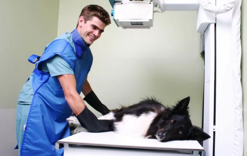 Собаке делают рентген
