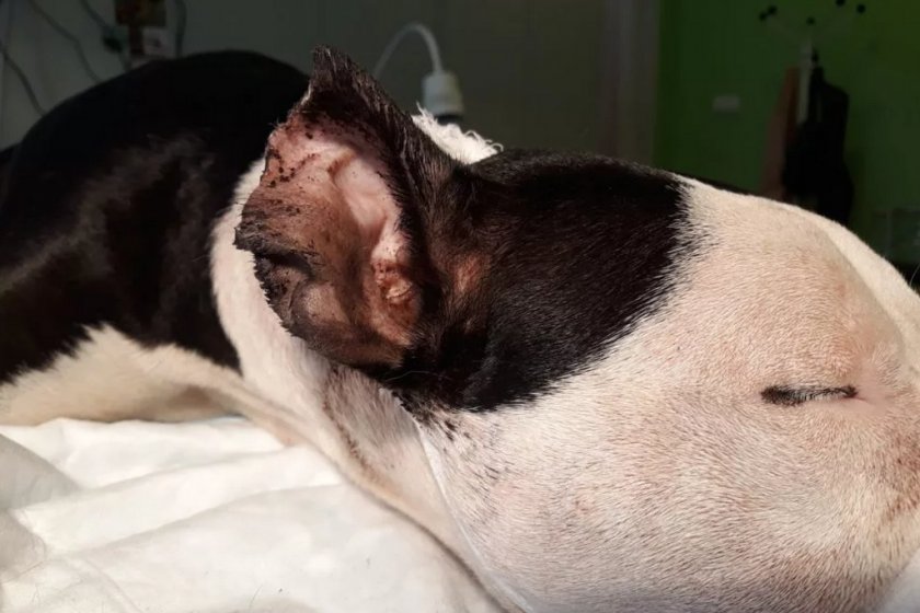Травма ушной раковины у собаки