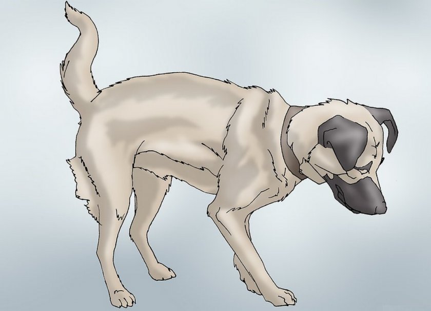 Травма позвоночника у собаки