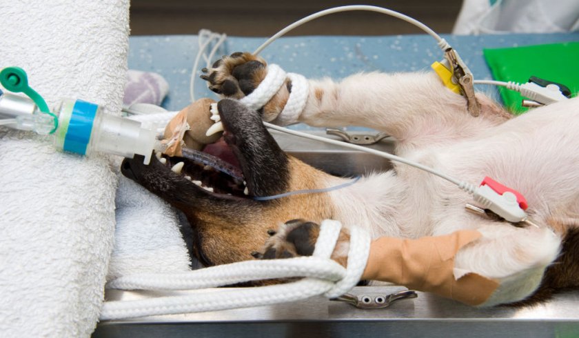 Операционное удаление грыжи собаке