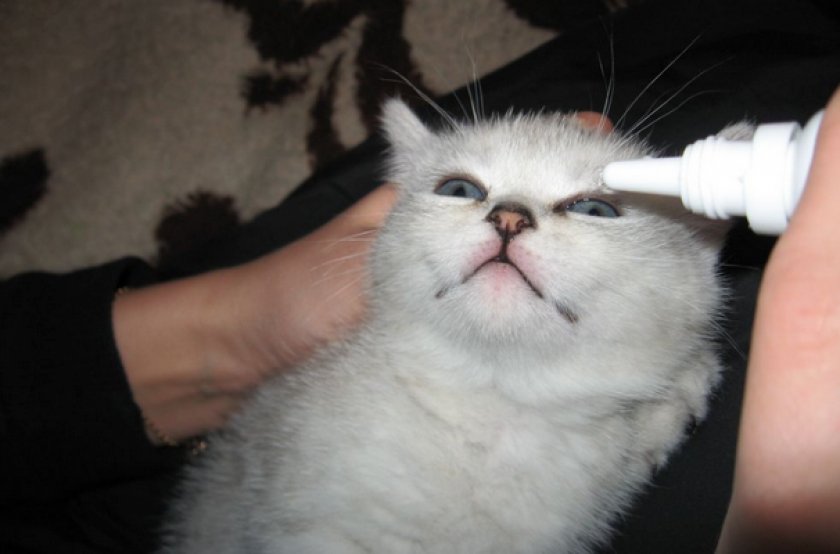 Лечение кошки