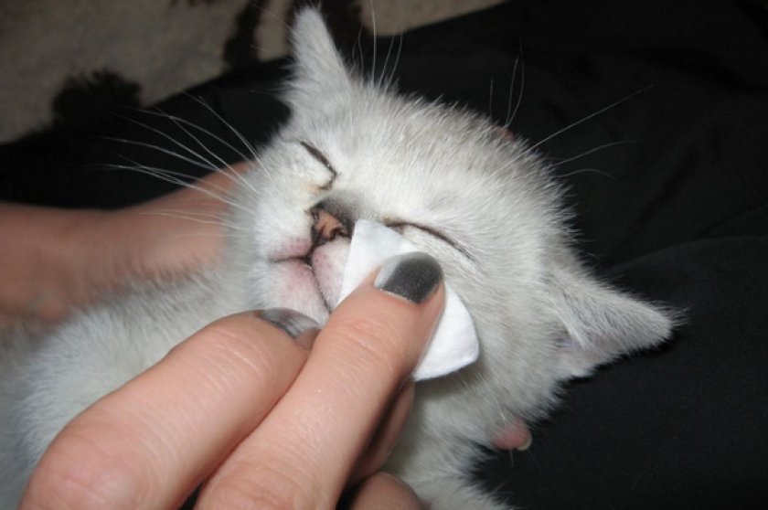 Лечение кошки