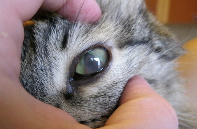 Лечение кошки