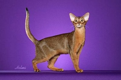 Abyssinian cat with standard tail