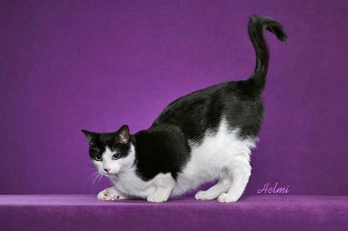 Olive Oyl moggie show cat with standard tail