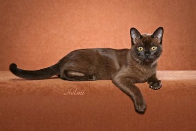 Burmese cat Lorenzo