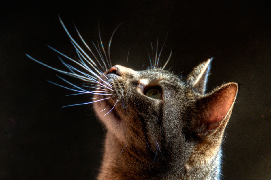 Фото на тему «Почему нельзя стричь усы кошкам?»