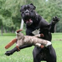 Самые смешные фото собак - прикольные, веселые, ржачные 15