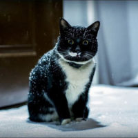 Черно-белые коты - фото, картинки, красивые, прикольные 17