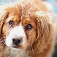 Щенки и собаки с красивыми глазами - удивительные фотографии 8