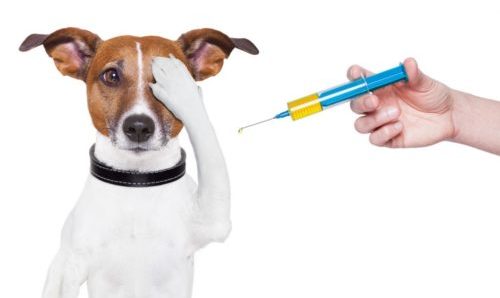 собаке делают прививку