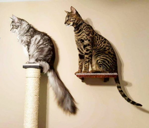 Две кошки на полках
