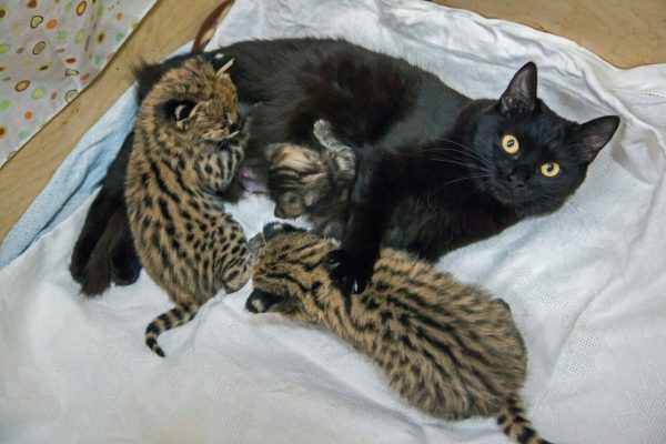 Кошка с чужими котятами