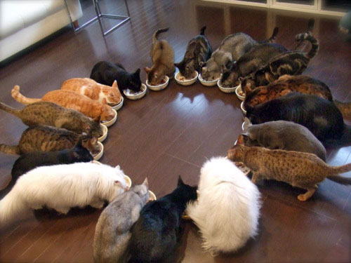 Кошки едят в кругу
