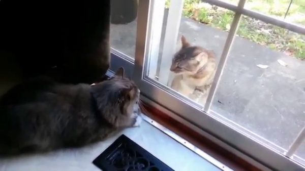 Коты смотрят друг на друга через стекло