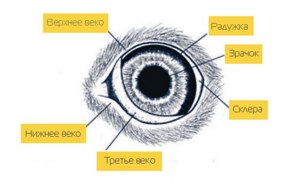 Строение глаза кошки