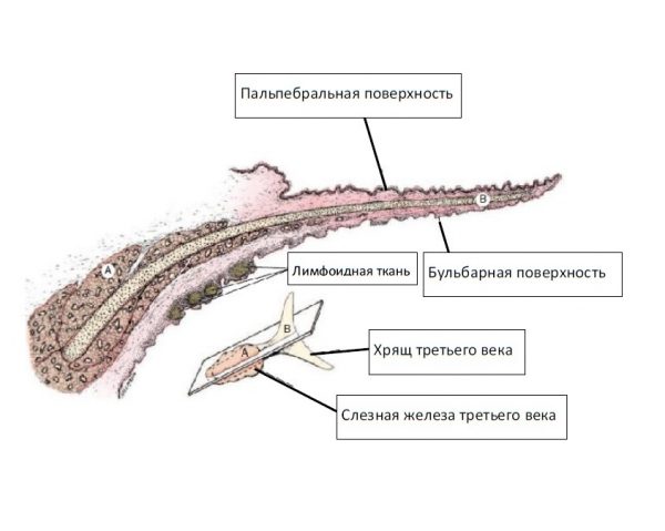 Строение третьего века