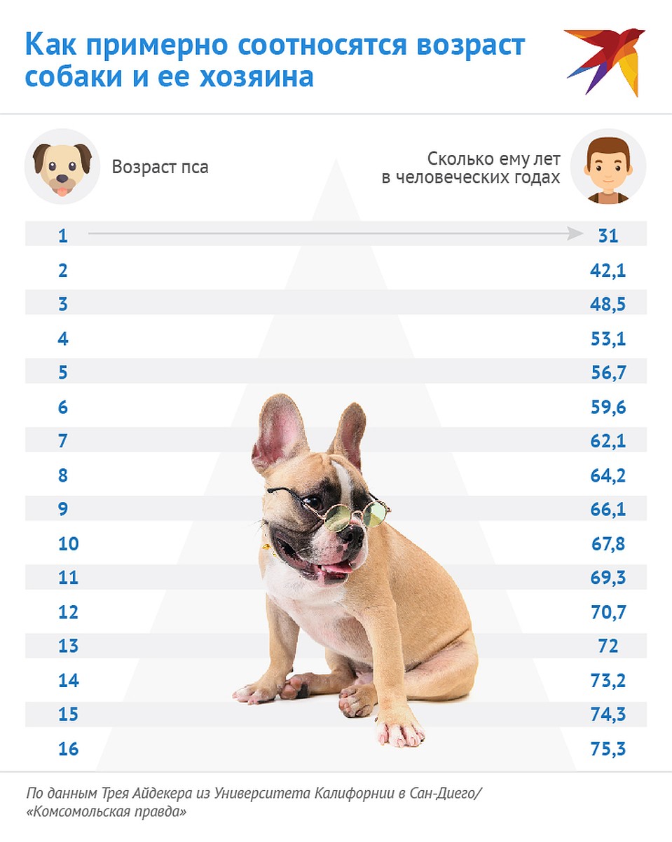 Как примерно соотносятся возраст собаки и ее хозяина Фото: Наиль ВАЛИУЛИН