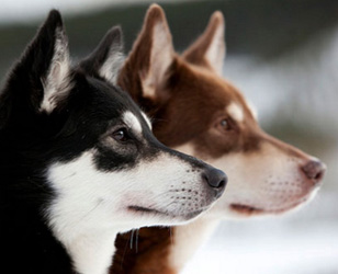 Две оленегонных собаки