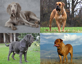 Породы гладкошерстных собак