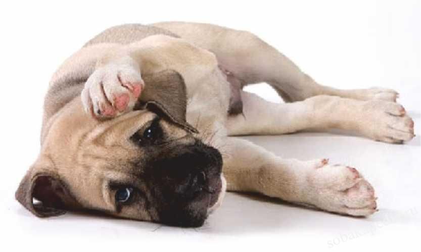 Симптомы гастрита у собаки