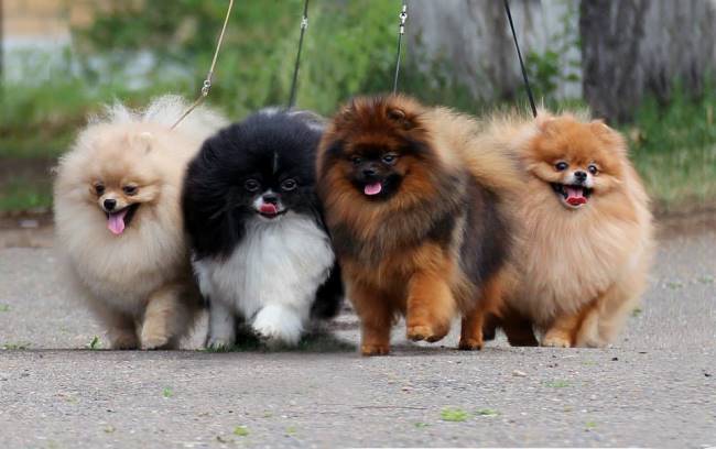 Собаки разного цвета